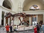 Tyranozaur W Ogródku? Jego Replika Jest Na Sprzedaż!